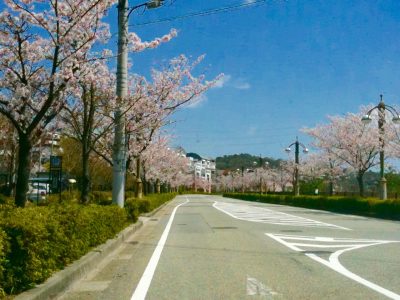東山台の桜